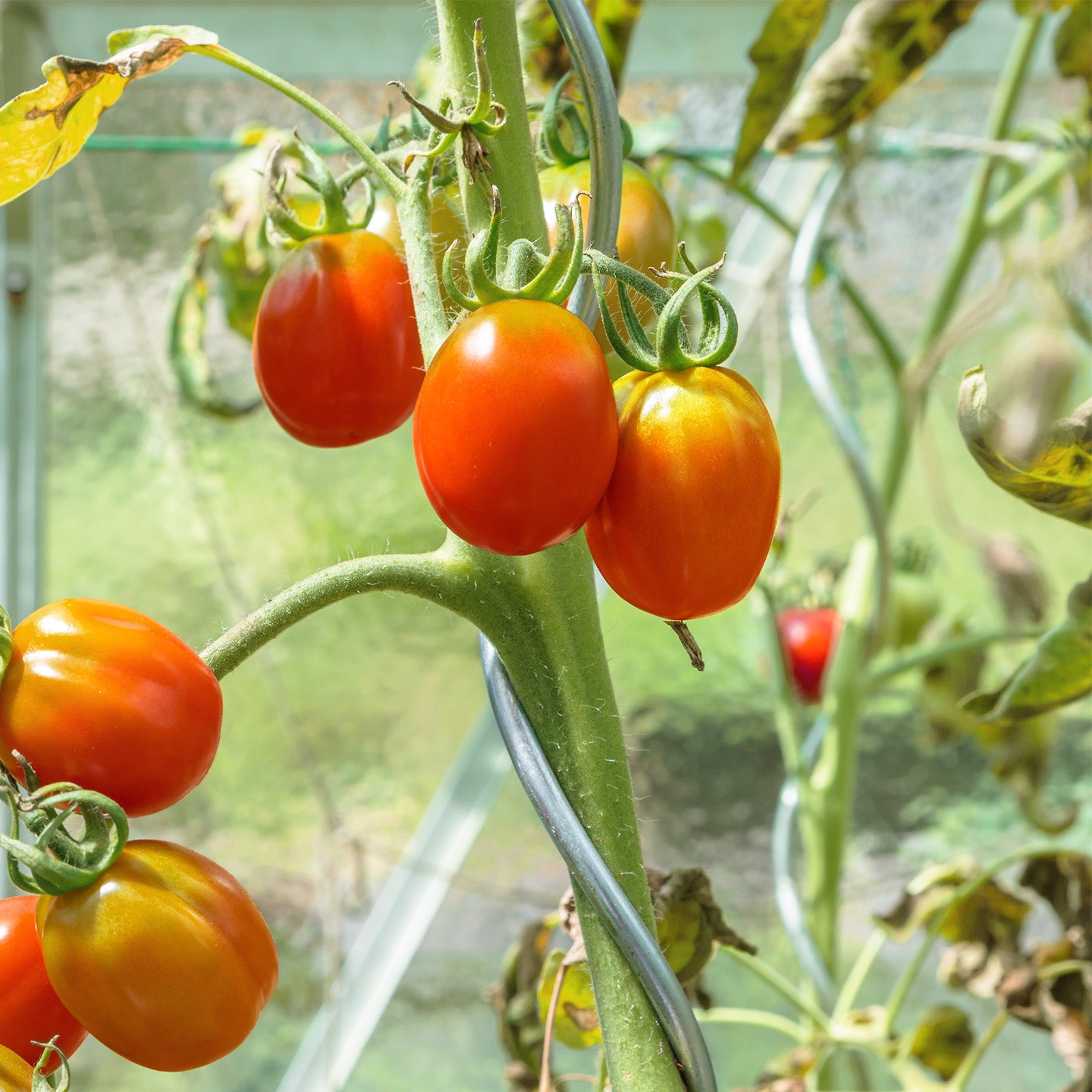 Tomatspiralstænger | Fuldt galvaniserede | Plantestænger | Fås i 2 længder