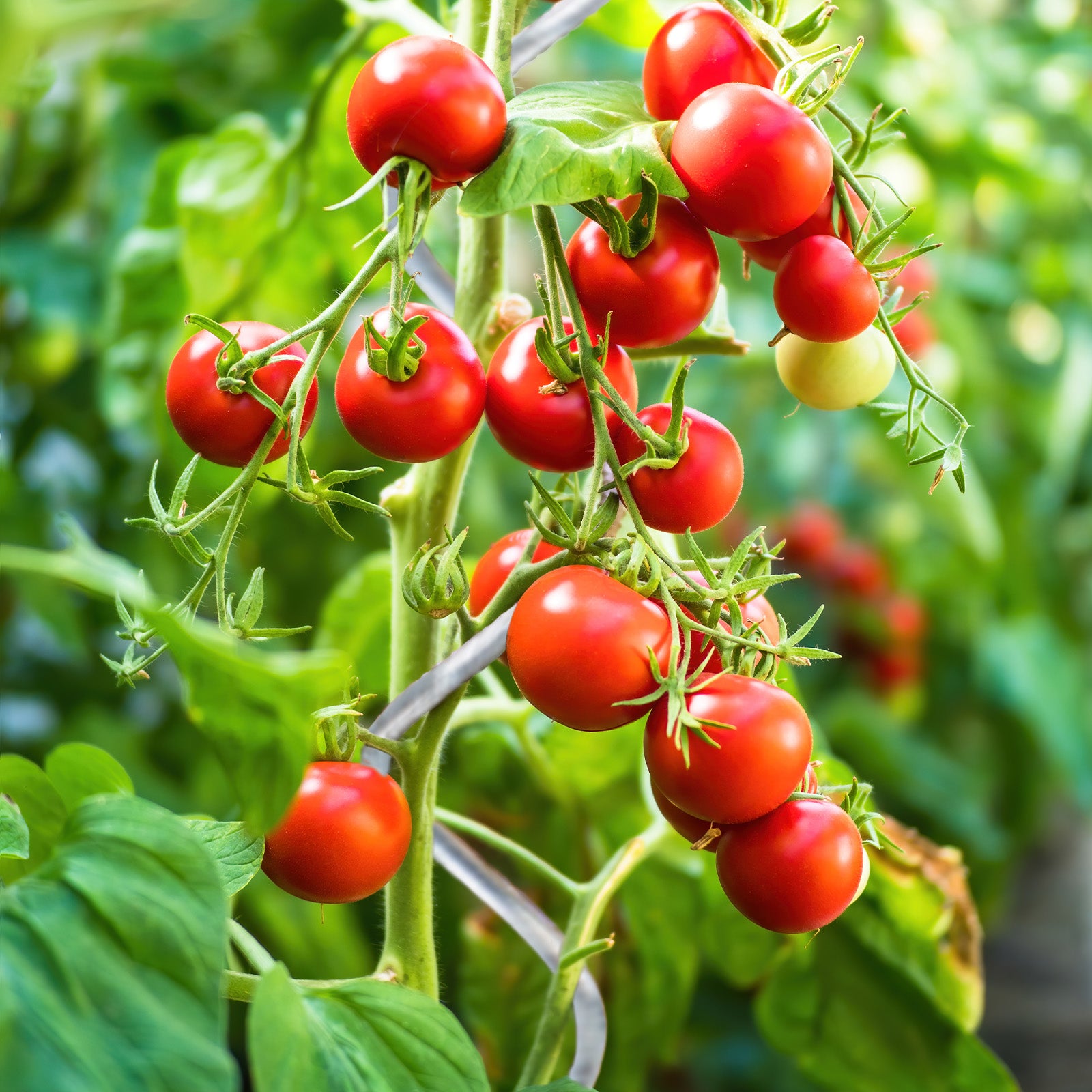 Tomatspiralstænger | Fuldt galvaniserede | Plantestænger | Fås i 2 længder